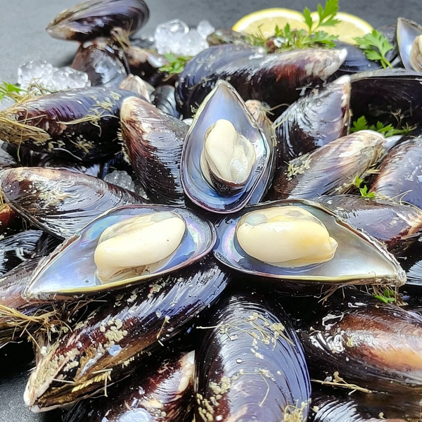 Green Mussel